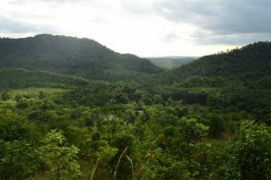 hutan2