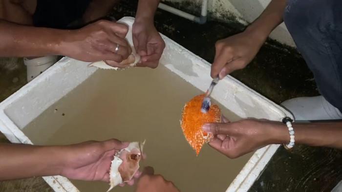 pengolahan-kulit-kepiting-menjadi-tepung-oleh-Mahasiswa-KKN-kelompok-134